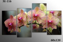 Pозмір 60х120